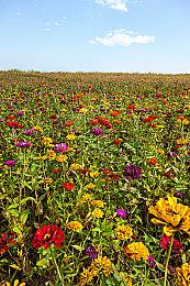 《将熄之焰 序章》现已免费登陆Steam，正式版1月18日登场